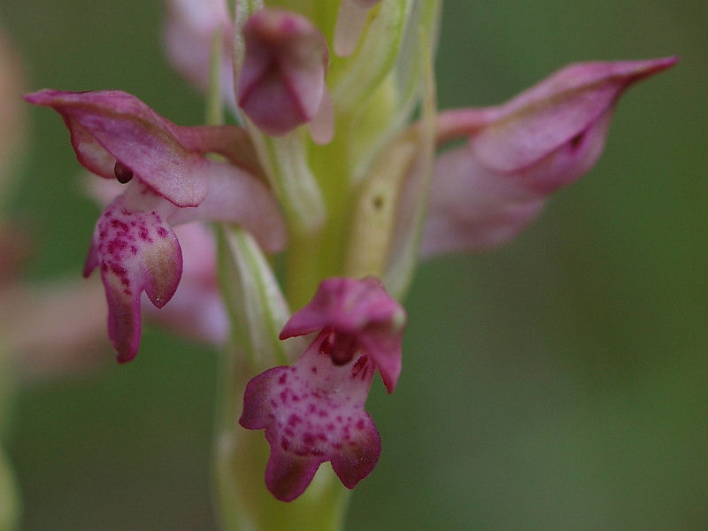 Anacamptis coriophora